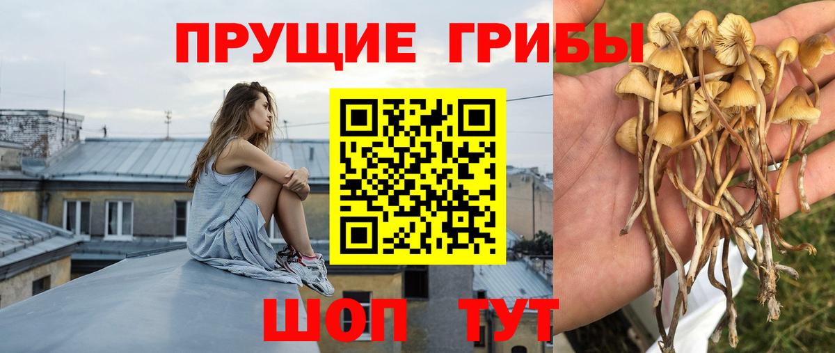 Псилоцибиновые грибы Cubensis  Псилоцибиновые грибы Magic Shrooms  даркнет сайт  Вход с VPN  Саров 